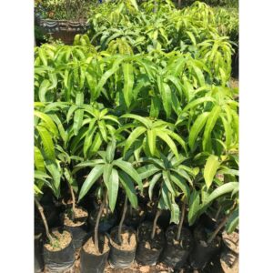 Home k2 e2 আম গাছের কলম | k2 e2 mango grafted plant | premium hybrid mango tree in bangladesh
