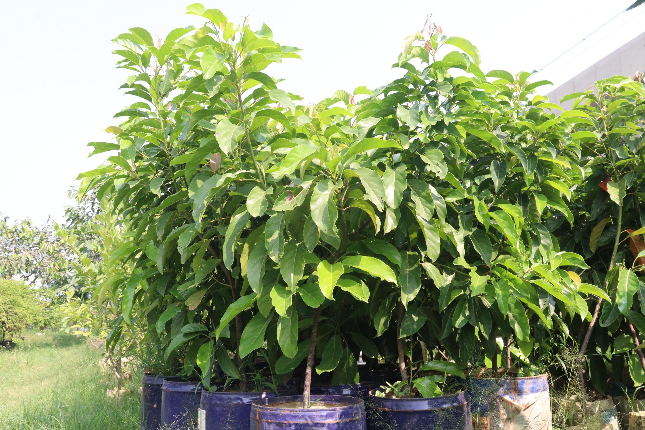 অ্যাভোকাডো কলম গাছের চারা | avocado grafted plant | premium exotic fruit tree in bangladesh অ্যাভোকাডো কলম গাছের চারা | avocado grafted plant | premium exotic fruit tree in bangladesh