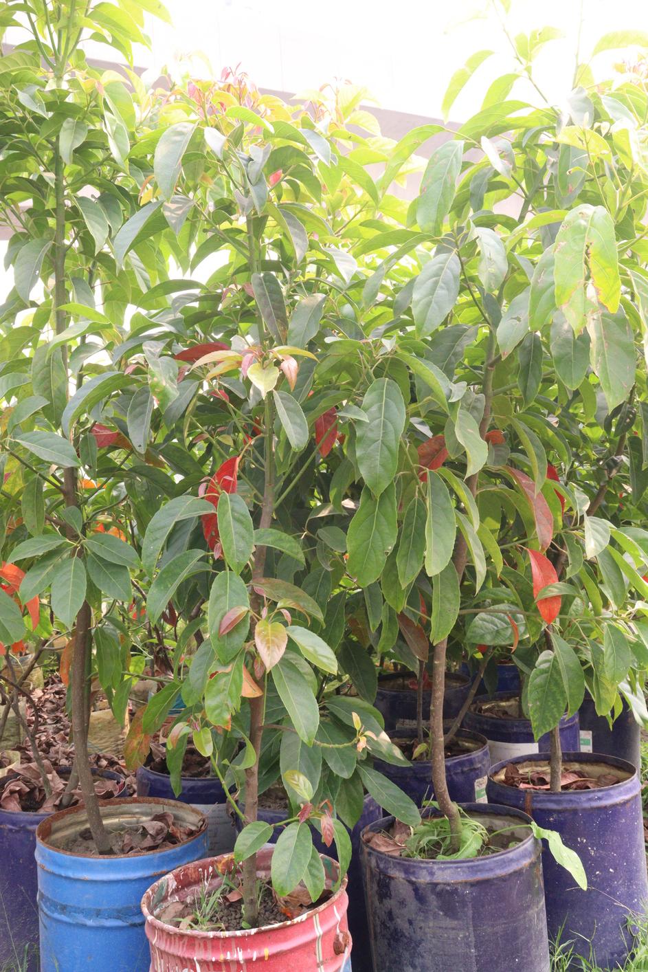 অ্যাভোকাডো কলম গাছের চারা | avocado grafted plant | premium exotic fruit tree in bangladesh অ্যাভোকাডো কলম গাছের চারা | avocado grafted plant | premium exotic fruit tree in bangladesh