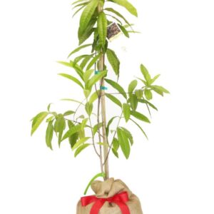 Home অলস্পাইস গাছের চারা | allspice plant | jamaican pepper spice tree in bangladesh