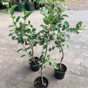 Home অস্ট্রেলিয়ান টিস্যু কালচার আপেল গাছের চারা | australian tissue culture apple plant | high yield apple tree