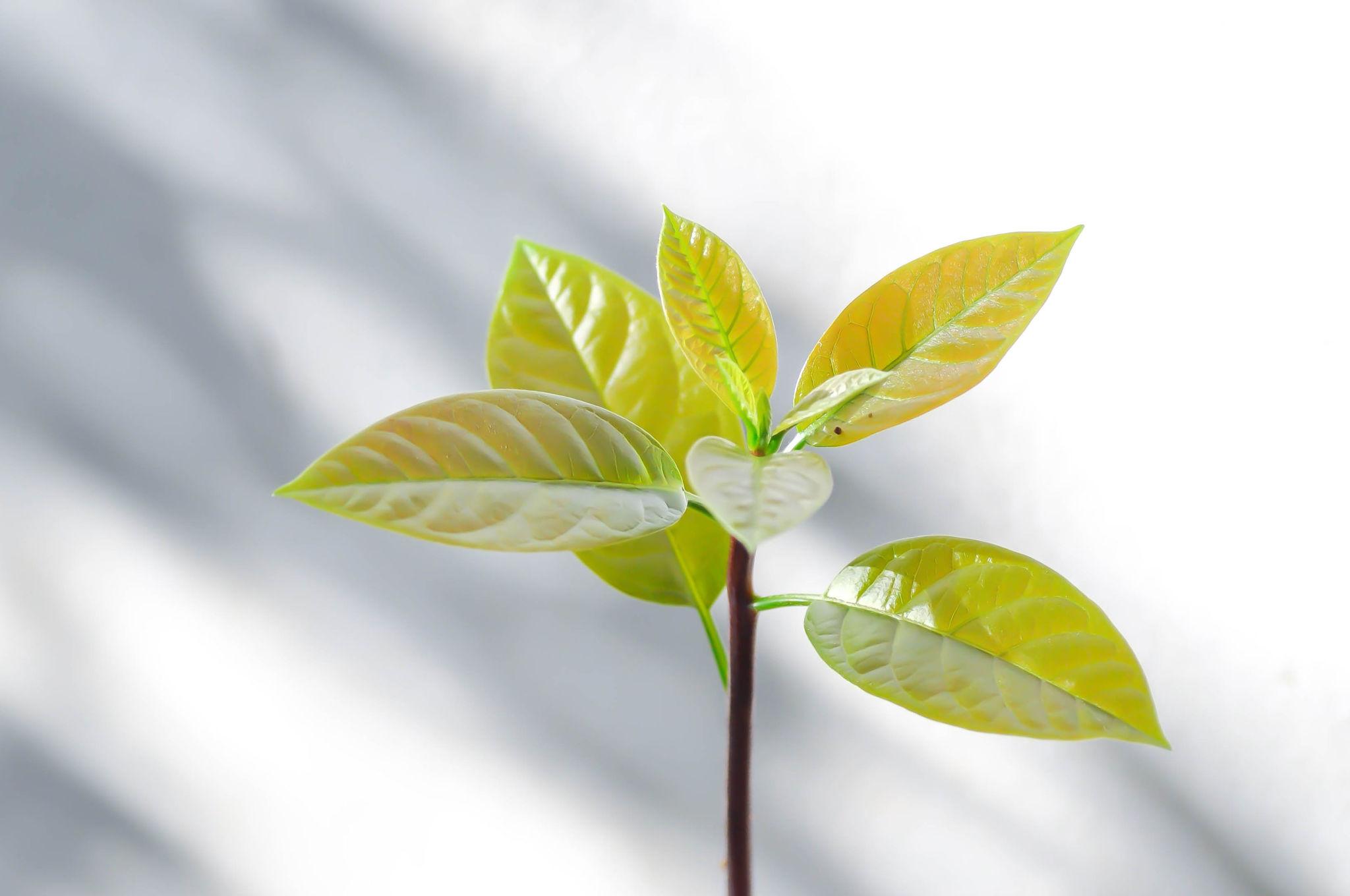 অ্যাভোকাডো বীজ | avocado seeds | premium exotic fruit seeds in bangladesh অ্যাভোকাডো বীজ | avocado seeds | premium exotic fruit seeds in bangladesh