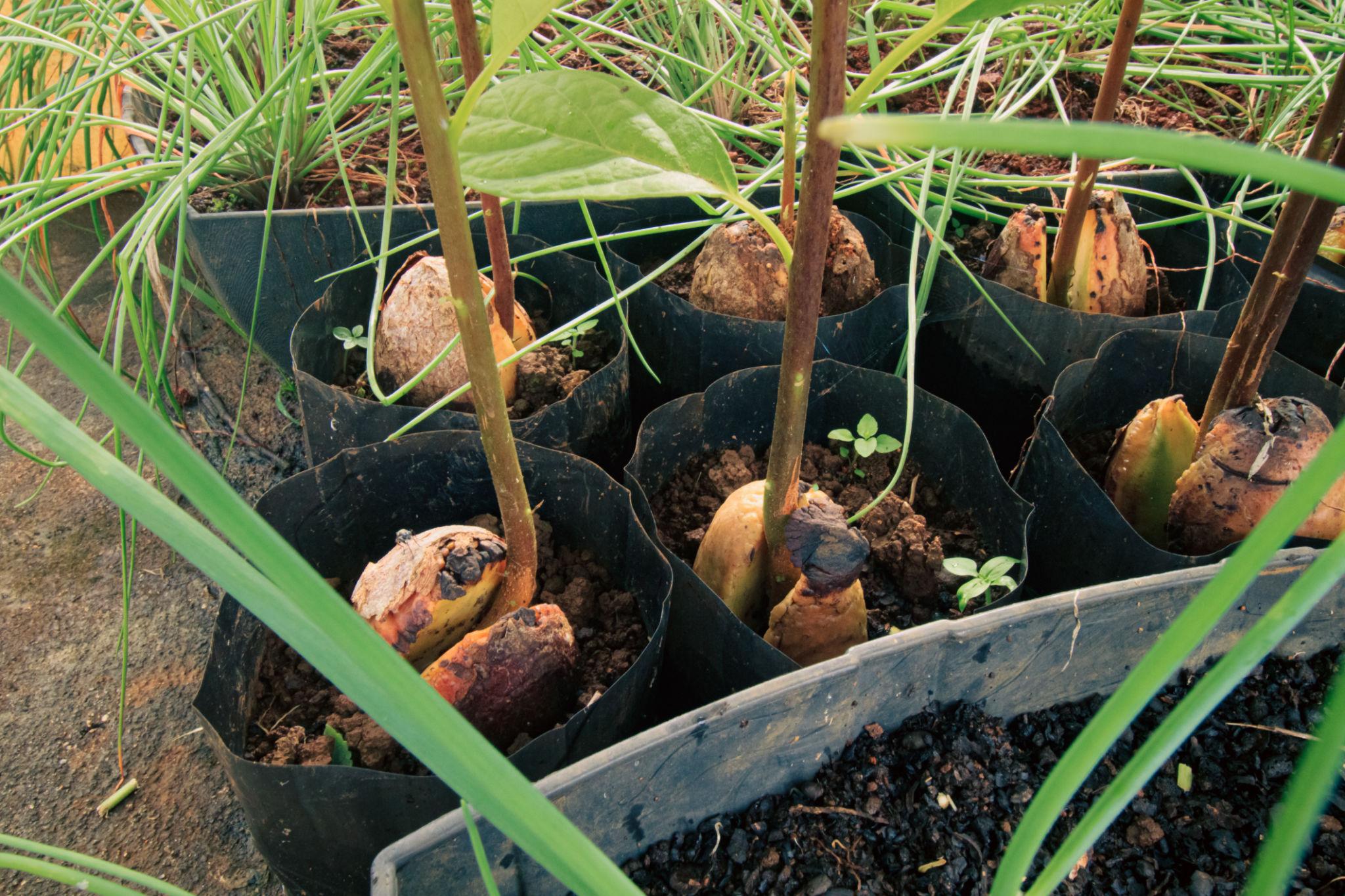 অ্যাভোকাডো বীজ | avocado seeds | premium exotic fruit seeds in bangladesh অ্যাভোকাডো বীজ | avocado seeds | premium exotic fruit seeds in bangladesh