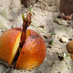 অ্যাভোকাডো বীজ | avocado seeds | premium exotic fruit seeds in bangladesh
