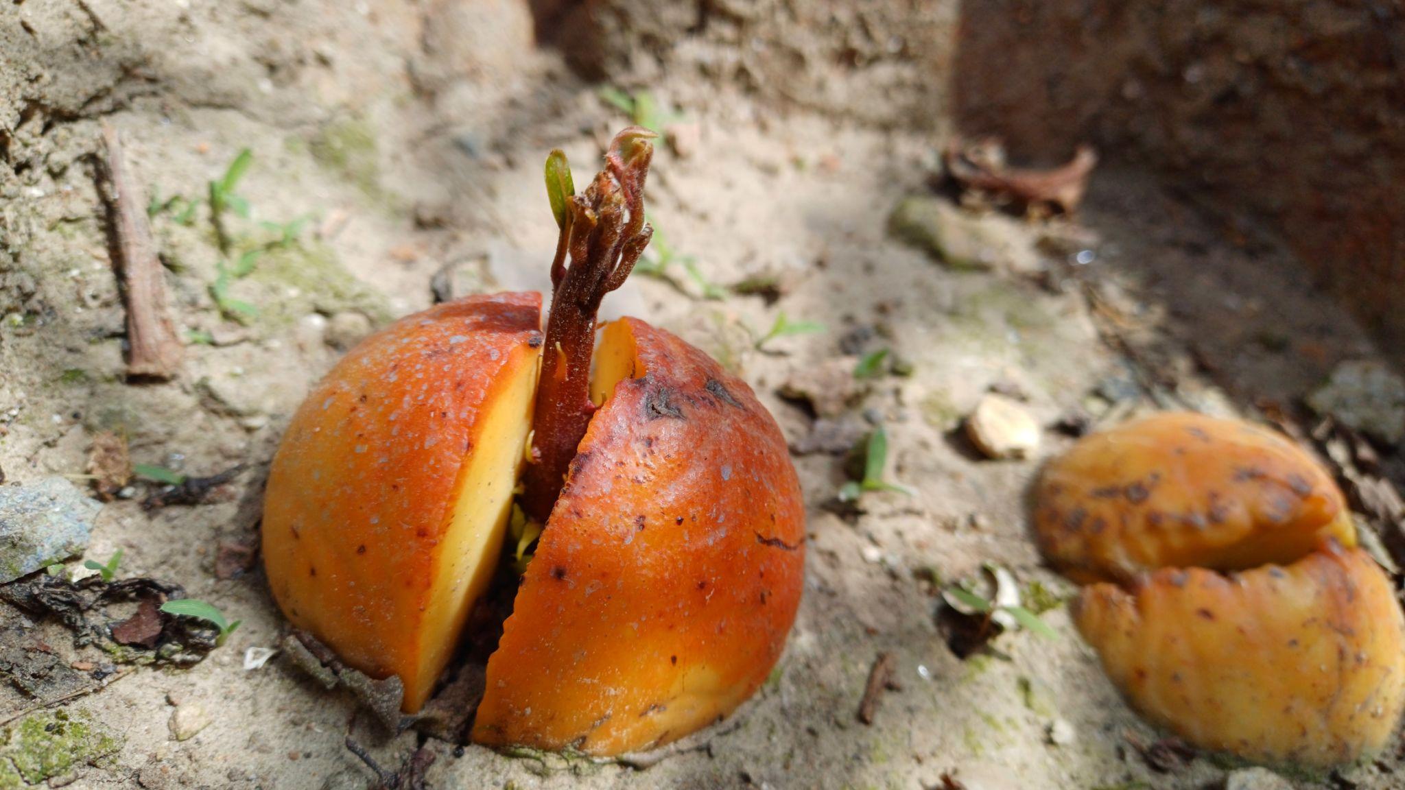 অ্যাভোকাডো বীজ | avocado seeds | premium exotic fruit seeds in bangladesh অ্যাভোকাডো বীজ | avocado seeds | premium exotic fruit seeds in bangladesh