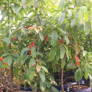 লাল অ্যাভোকাডো কলম গাছের চারা | red avocado grafted plant | premium exotic fruit tree