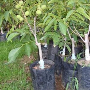 আখরোট গাছের চারা | walnut plant | premium nut tree in bangladesh