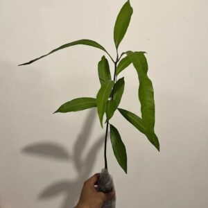 আপেল ম্যাঙ্গো গাছের কলম | apple mango grafted plant | premium hybrid mango tree in bangladesh