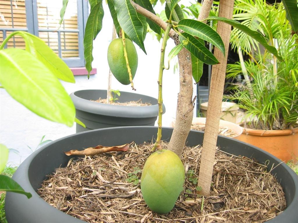 আলফানসো আম গাছের কলম | alphonso mango grafted plant | premium mango tree in bangladesh আলফানসো আম গাছের কলম | alphonso mango grafted plant | premium mango tree in bangladesh