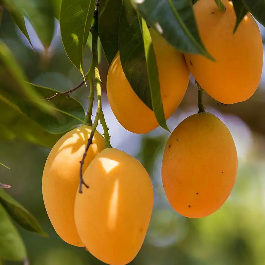 আলফানসো আম গাছের কলম | alphonso mango grafted plant | premium mango tree in bangladesh আলফানসো আম গাছের কলম | alphonso mango grafted plant | premium mango tree in bangladesh