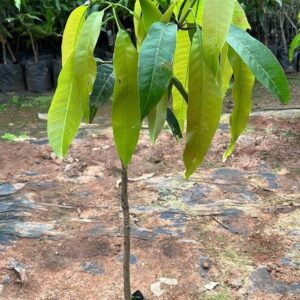 আলফানসো আম গাছের কলম | alphonso mango grafted plant | premium mango tree in bangladesh