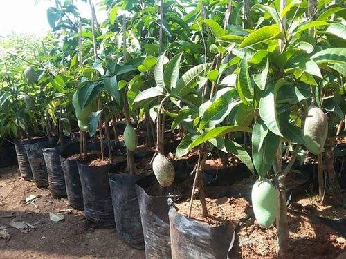 আলফানসো আম গাছের কলম | alphonso mango grafted plant | premium mango tree in bangladesh আলফানসো আম গাছের কলম | alphonso mango grafted plant | premium mango tree in bangladesh