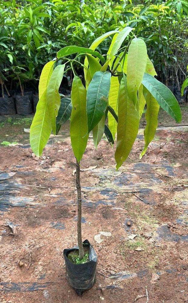আলফানসো আম গাছের কলম | alphonso mango grafted plant | premium mango tree in bangladesh আলফানসো আম গাছের কলম | alphonso mango grafted plant | premium mango tree in bangladesh