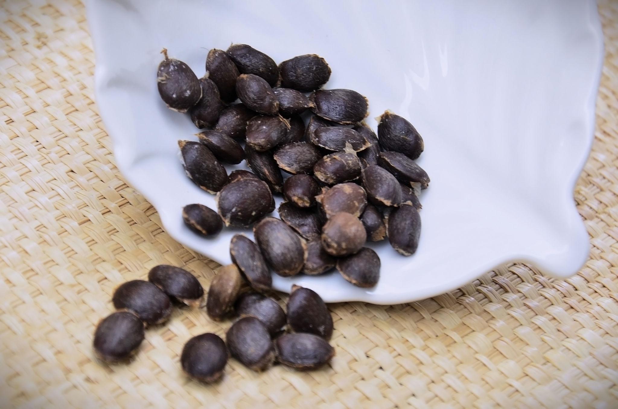 করোসল বীজ | soursop seeds | corossol exotic fruit seeds in bangladesh করোসল বীজ | soursop seeds | corossol exotic fruit seeds in bangladesh