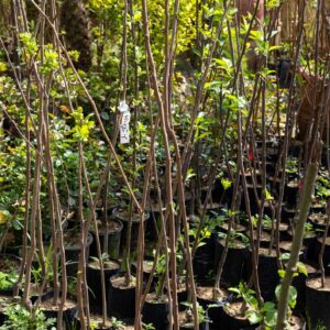 কাশ্মেরী আপেল গাছের চারা | kashmiri apple plant | premium apple tree in bangladesh