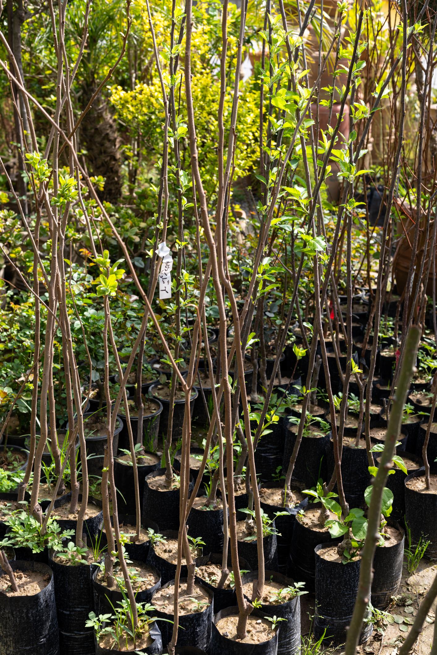 কাশ্মেরী আপেল গাছের চারা | kashmiri apple plant | premium apple tree in bangladesh কাশ্মেরী আপেল গাছের চারা | kashmiri apple plant | premium apple tree in bangladesh