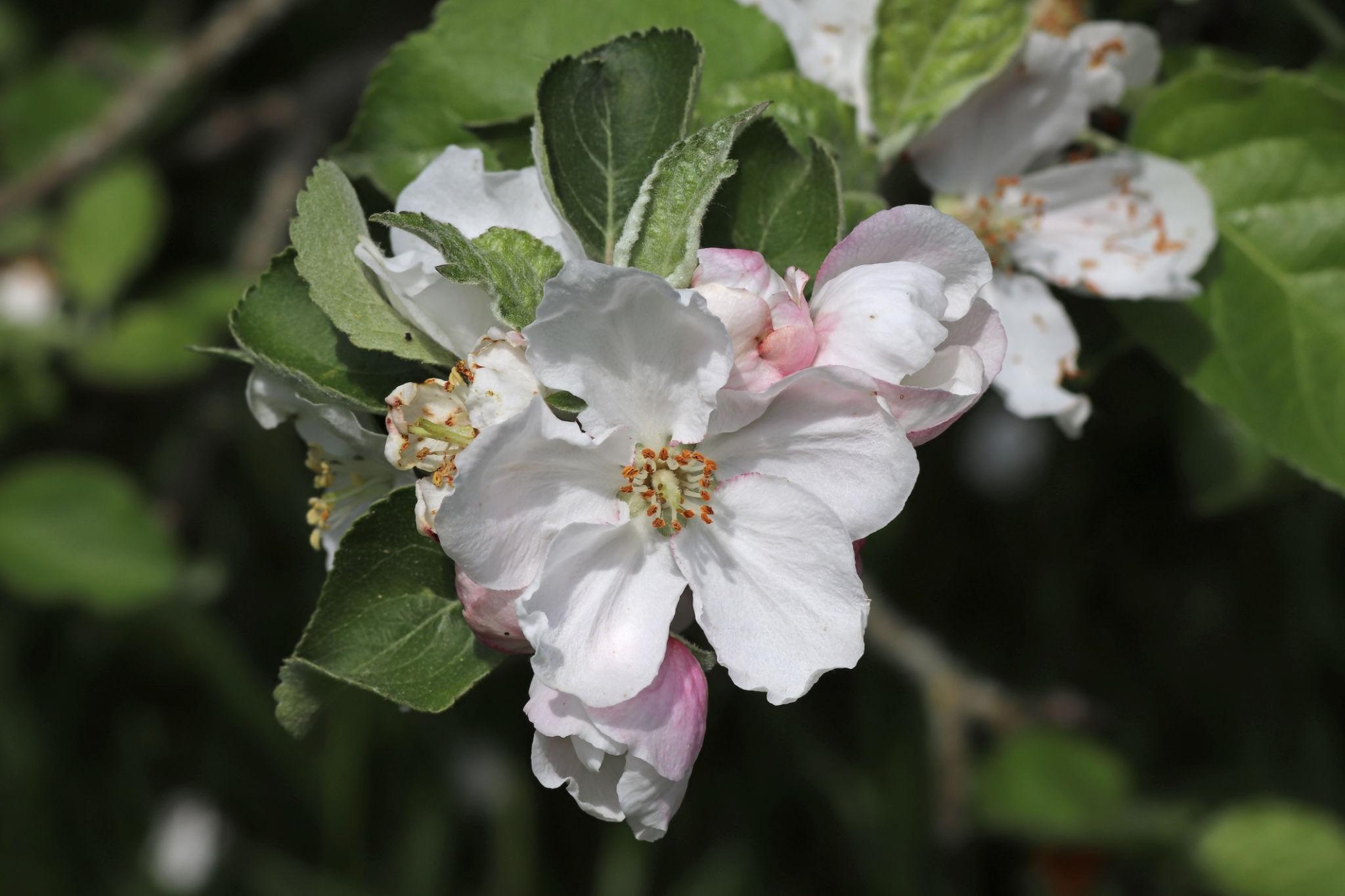 কাশ্মেরী আপেল গাছের চারা | kashmiri apple plant | premium apple tree in bangladesh কাশ্মেরী আপেল গাছের চারা | kashmiri apple plant | premium apple tree in bangladesh