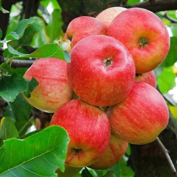 কাশ্মেরী আপেল গাছের চারা | kashmiri apple plant | premium apple tree in bangladesh কাশ্মেরী আপেল গাছের চারা | kashmiri apple plant | premium apple tree in bangladesh