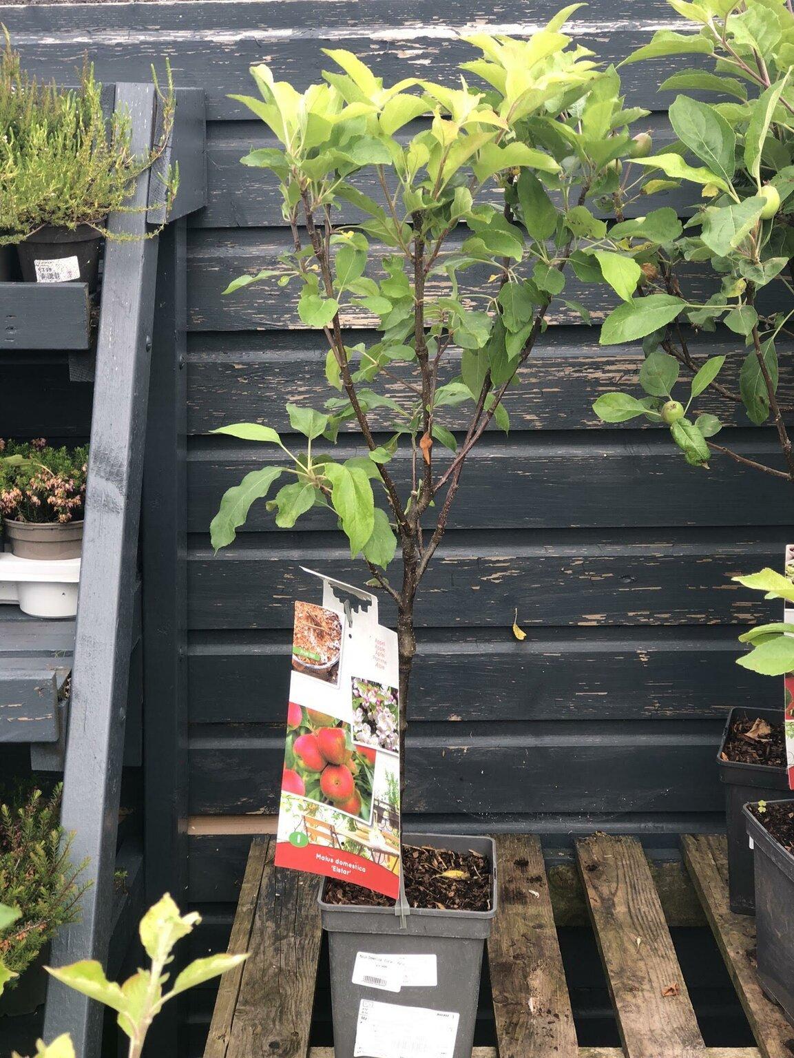 কাশ্মেরী আপেল গাছের চারা | kashmiri apple plant | premium apple tree in bangladesh কাশ্মেরী আপেল গাছের চারা | kashmiri apple plant | premium apple tree in bangladesh