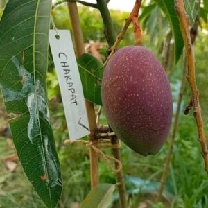 Home কিং চাকাপাত গাছের চারা | king chakuapat plant | premium exotic fruit tree in bangladesh