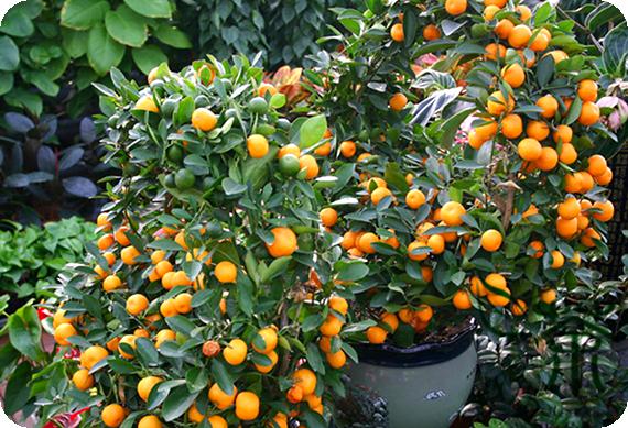 কিউজাই লেবু গাছের চারা | kumquat plant | exotic citrus fruit tree in bangladesh কিউজাই লেবু গাছের চারা | kumquat plant | exotic citrus fruit tree in bangladesh