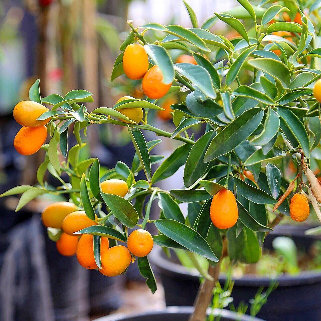 কিউজাই লেবু গাছের চারা | kumquat plant | exotic citrus fruit tree in bangladesh কিউজাই লেবু গাছের চারা | kumquat plant | exotic citrus fruit tree in bangladesh