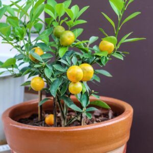 কিউজাই লেবু গাছের চারা | kumquat plant | exotic citrus fruit tree in bangladesh