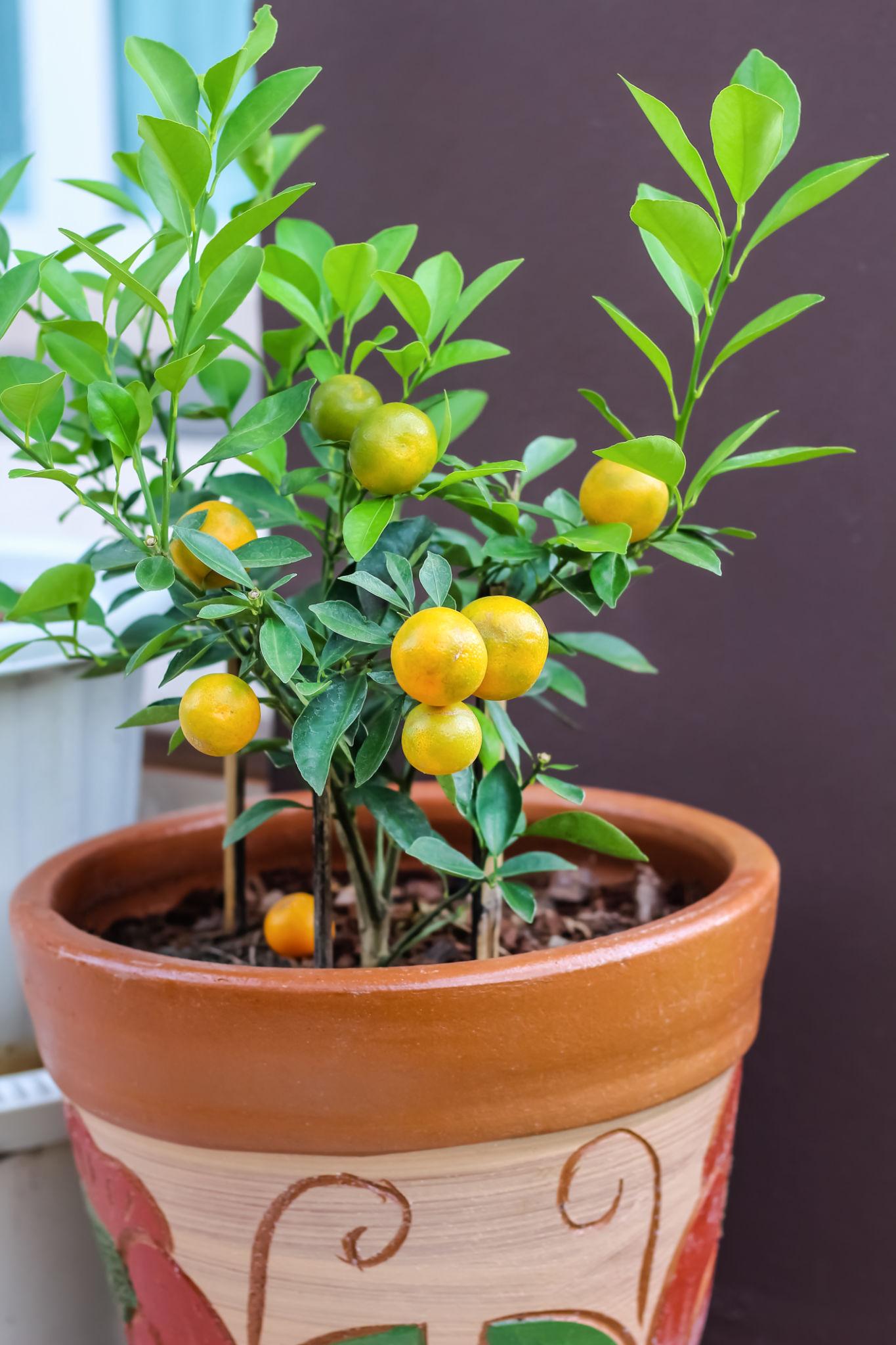 কিউজাই লেবু গাছের চারা | kumquat plant | exotic citrus fruit tree in bangladesh কিউজাই লেবু গাছের চারা | kumquat plant | exotic citrus fruit tree in bangladesh