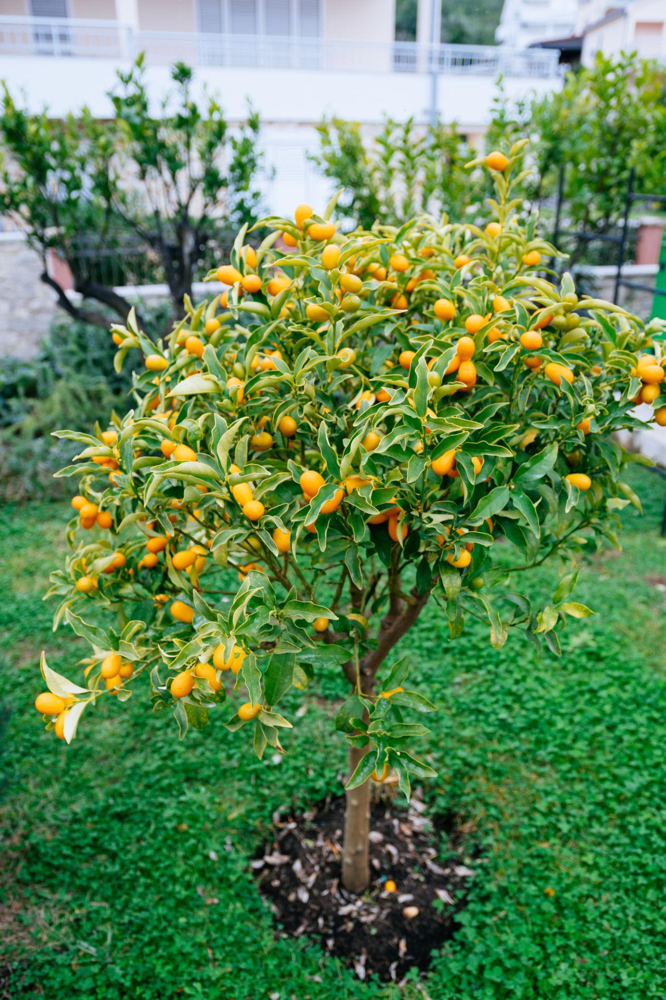 কিউজাই লেবু গাছের চারা | kumquat plant | exotic citrus fruit tree in bangladesh কিউজাই লেবু গাছের চারা | kumquat plant | exotic citrus fruit tree in bangladesh