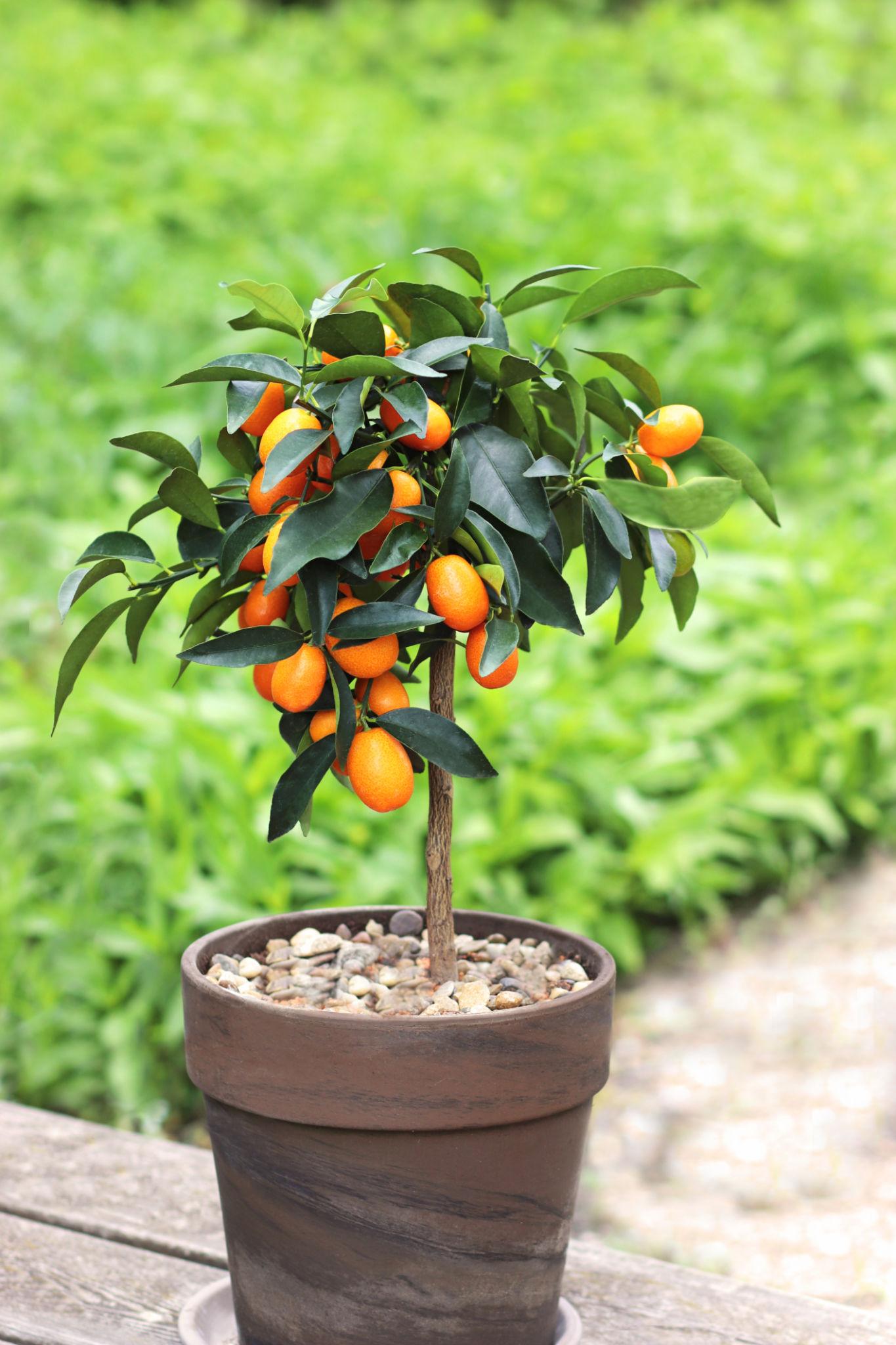 কিউজাই লেবু গাছের চারা | kumquat plant | exotic citrus fruit tree in bangladesh কিউজাই লেবু গাছের চারা | kumquat plant | exotic citrus fruit tree in bangladesh