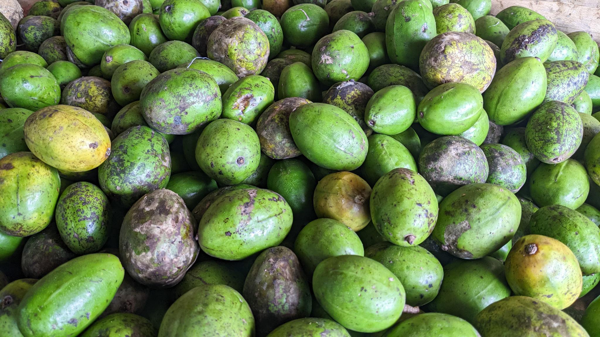গোল্ডেন আপেল গাছের চারা | golden apple plant | ambarella fruit tree in bangladesh গোল্ডেন আপেল গাছের চারা | golden apple plant | ambarella fruit tree in bangladesh