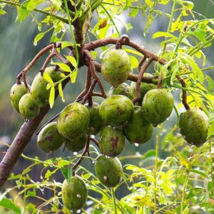 গোল্ডেন আপেল গাছের চারা | golden apple plant | ambarella fruit tree in bangladesh