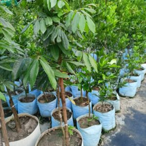 চিয়াংমাই লংগান গাছের চারা | chiang mai longan plant | premium exotic fruit tree in bangladesh