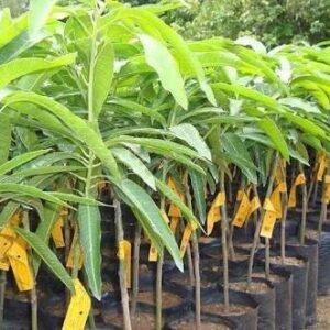 চৌসা আম গাছের কলম | chausa mango grafted plant | premium mango tree in bangladesh