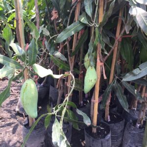 ডকমাই গাছের চারা | dokmai fruit plant | exotic tropical fruit tree in bangladesh