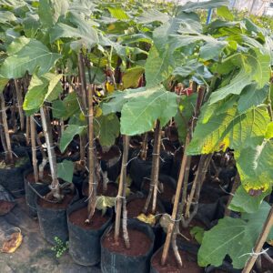 ডুমুর পুনে ভ্যারাইটি গাছের চারা | pune fig variety plant | premium fig tree in bangladesh