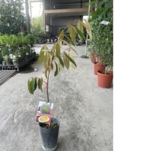 Home ডুরিয়ান কলম গাছের চারা | durian grafted plant | premium exotic fruit tree in bangladesh