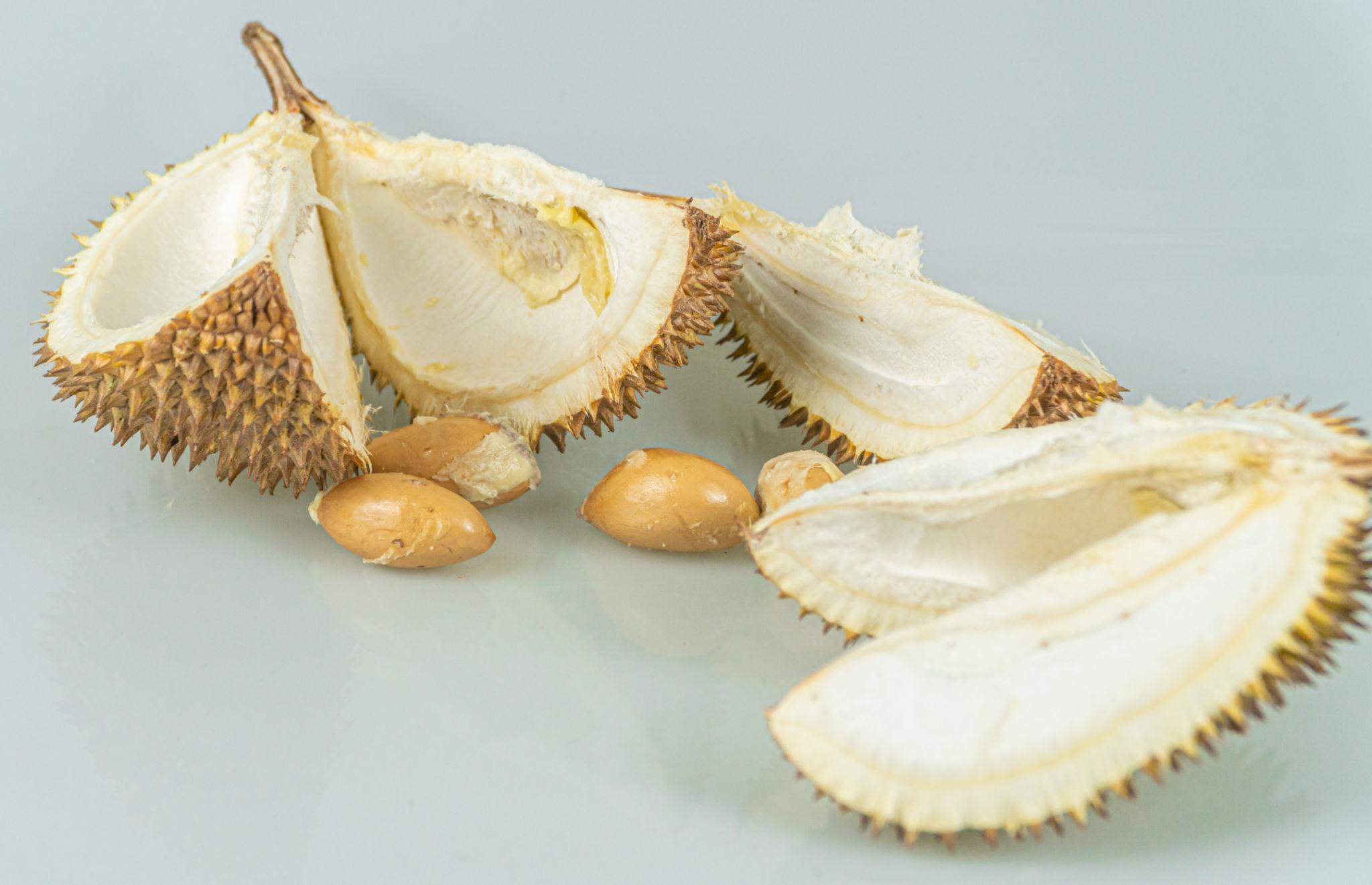 ডুরিয়ান বীজ | durian seeds | premium exotic fruit seeds in bangladesh ডুরিয়ান বীজ | durian seeds | premium exotic fruit seeds in bangladesh