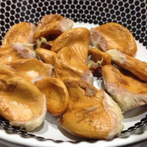 ডুরিয়ান বীজ | durian seeds | premium exotic fruit seeds in bangladesh