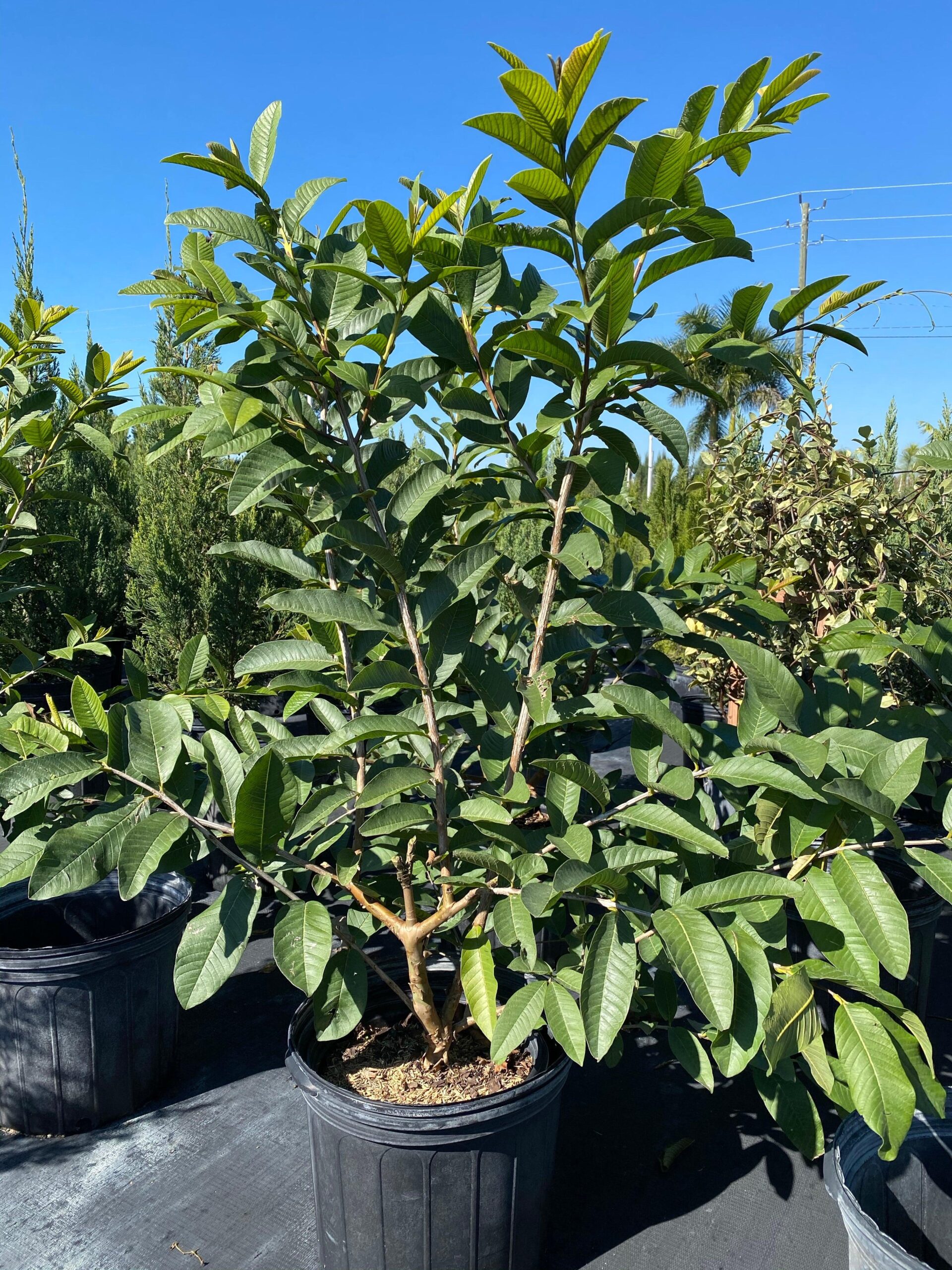 তাইওয়ান গ্রীণ পেয়ারা গাছের চারা | taiwan green guava plant | premium guava tree in bangladesh তাইওয়ান গ্রীণ পেয়ারা গাছের চারা | taiwan green guava plant | premium guava tree in bangladesh
