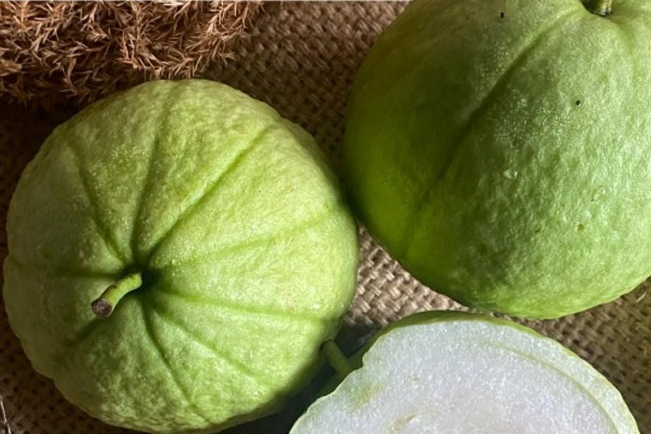 তাইওয়ান গ্রীণ পেয়ারা গাছের চারা | taiwan green guava plant | premium guava tree in bangladesh তাইওয়ান গ্রীণ পেয়ারা গাছের চারা | taiwan green guava plant | premium guava tree in bangladesh