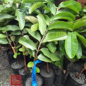 তাইওয়ান গ্রীণ পেয়ারা গাছের চারা | taiwan green guava plant | premium guava tree in bangladesh