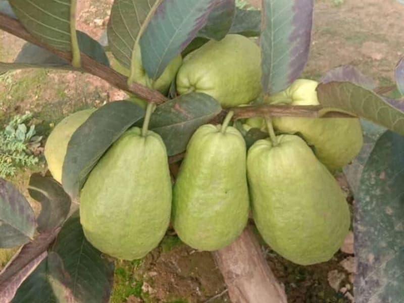 তাইওয়ান গ্রীণ পেয়ারা গাছের চারা | taiwan green guava plant | premium guava tree in bangladesh তাইওয়ান গ্রীণ পেয়ারা গাছের চারা | taiwan green guava plant | premium guava tree in bangladesh