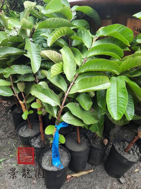 তাইওয়ান গ্রীণ পেয়ারা গাছের চারা | taiwan green guava plant | premium guava tree in bangladesh তাইওয়ান গ্রীণ পেয়ারা গাছের চারা | taiwan green guava plant | premium guava tree in bangladesh