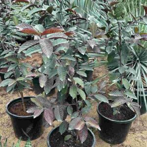 তাইওয়ান রেড পেয়ারা গাছের চারা | taiwan red guava plant | premium red guava tree in bangladesh