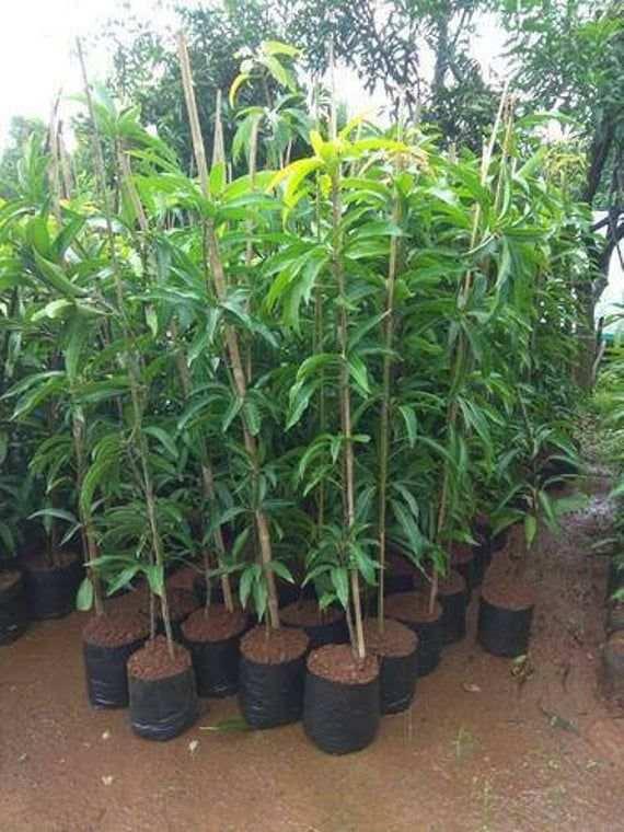 থ্রি টেস্ট আম গাছের চারা | three taste mango plant | premium multi flavor mango tree থ্রি টেস্ট আম গাছের চারা | three taste mango plant | premium multi flavor mango tree