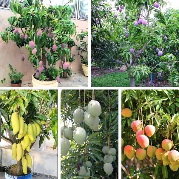থ্রি টেস্ট আম গাছের চারা | three taste mango plant | premium multi flavor mango tree থ্রি টেস্ট আম গাছের চারা | three taste mango plant | premium multi flavor mango tree
