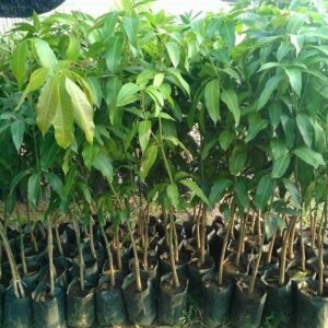 থ্রি টেস্ট আম গাছের চারা | three taste mango plant | premium multi flavor mango tree