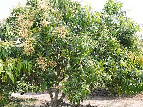 থ্রি টেস্ট আম গাছের চারা | three taste mango plant | premium multi flavor mango tree থ্রি টেস্ট আম গাছের চারা | three taste mango plant | premium multi flavor mango tree