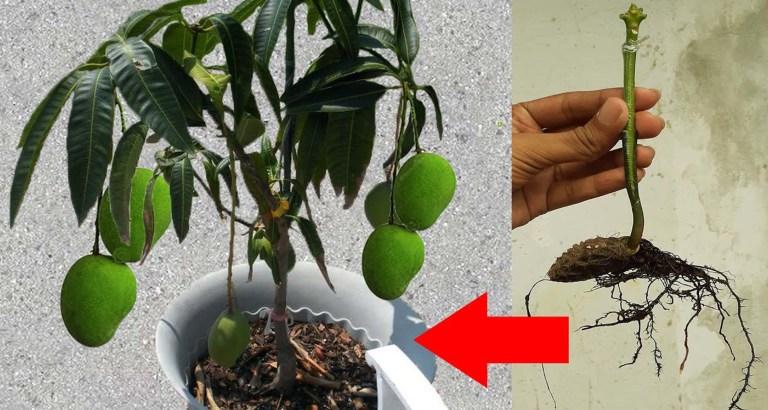 থ্রি টেস্ট আম গাছের চারা | three taste mango plant | premium multi flavor mango tree থ্রি টেস্ট আম গাছের চারা | three taste mango plant | premium multi flavor mango tree